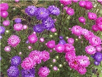 ca948e71-Picture 002.jpg